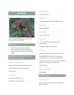 beavers - Outdoor Alabama
