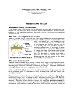 feline dental disease - Atascadero Pet Hospital