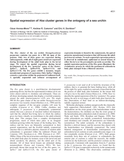 Larval Hox gene expression