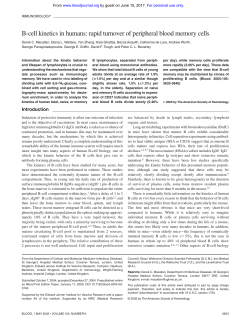 B-cell kinetics in humans: rapid turnover of