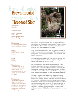 three-toed sloth