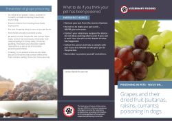 Grapes and their dried fruit (sultanas, raisins