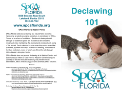 Declawing 101 - SPCA Florida