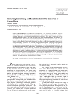 Immunocytochemistry and Keratinization in the Epidermis of