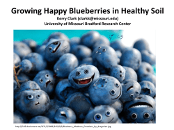 Growing Happy Blueberries in Healthy Soil