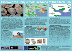Discover the unique mollusk fauna of the Black Sea