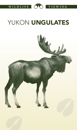yukon ungulates - Environment Yukon