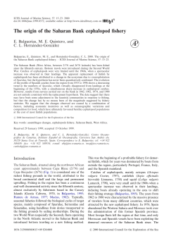 The origin of the Saharan Bank cephalopod fishery