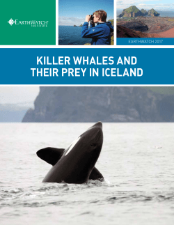 KILLER WHALES AND THEIR PREY IN ICELAND