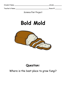 Title: "Bold Mold"