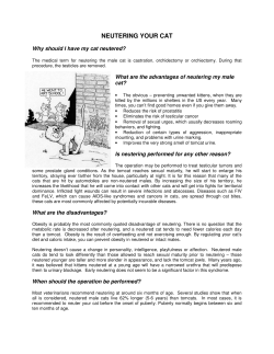 Neutering Your Cat - Wendy Blount, DVM