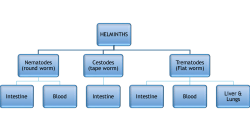 HELMINTHS Nematodes (round worm) Intestine Blood Cestodes