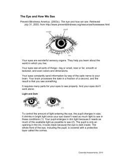 The Eye and How We See