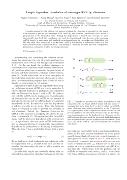 Length dependent translation of messenger RNA by ribosomes