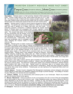 THURSTON COUNTY NOXIOUS WEED FACT SHEET