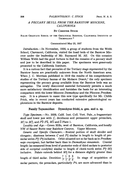 Ml to M3, and P2-P4, M2 and 3 Plate 1. molar pattern, the premolars