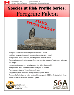 Peregrine Falcon Fact Sheet
