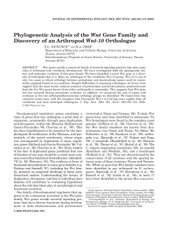 Phylogenetic Analysis of the Wnt Gene Family and Discovery of an