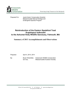 2013 Ashumet Spadefoot Toad Project Final Report