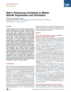 Rab11 Endosomes Contribute to Mitotic Spindle Organization and