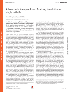 A beacon in the cytoplasm: Tracking translation of single mRNAs