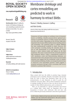 Membrane shrinkage and cortex remodelling are predicted to work