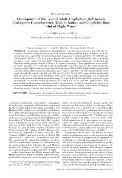 Development of the Teneral Adult Anoplophora glabripennis
