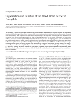 Organization and Function of the Blood&ndash;Brain Barrier in Drosophila