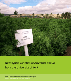 New hybrid varieties of Artemisia annua from the University of York