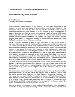 Floral Abnormality in the Avocado