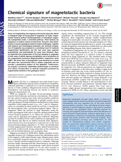 Chemical signature of magnetotactic bacteria