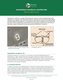 Karlodinium veneficum and fish kills