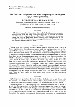 The Effect of Lysozyme on Cell Wall Morphology in a