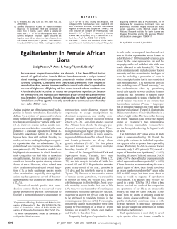 Egalitarianism in Female African Lions