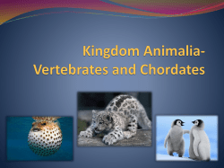 Kingdom Animalia- Vertebrates and Chordates