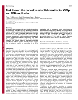 the cohesion establishment factor Ctf7p and DNA replication