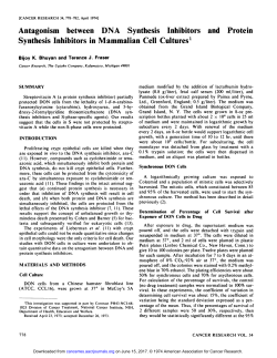 Antagonism between DNA Synthesis Inhibitors and Protein