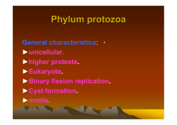 Phylum protozoa