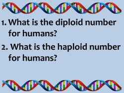 1. What is the diploid number of humans? 2. What is the haploid