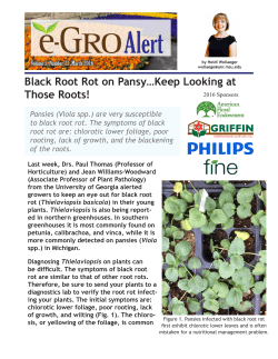 Black Root Rot on Pansy&hellip;Keep Looking at Those Roots! - e-GRO