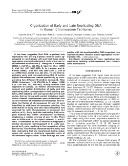 Organization of Early and Late Replicating DNA in Human