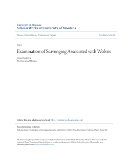 Examination of Scavenging Associated with Wolves