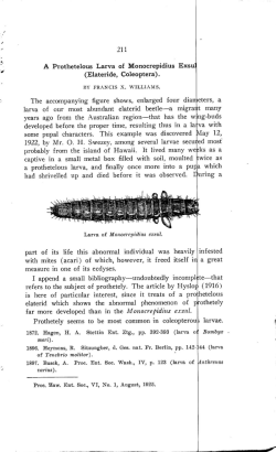 211 A Prothetelous Larva of Monocrepidius Exs