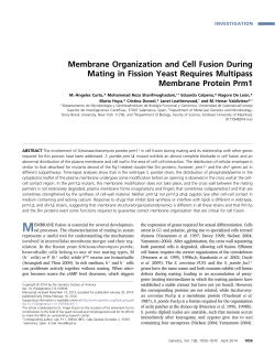 Membrane Organization and Cell Fusion During Mating