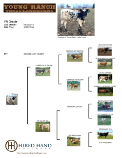 YR Gracie - Young Ranch