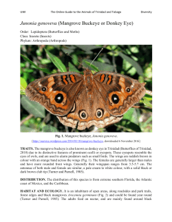 Junonia genoveva (Mangrove Buckeye or