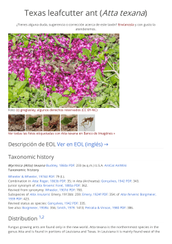 Texas leafcutter ant (Atta texana)
