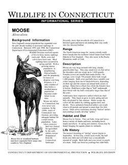 Moose - Connecticut Envirothon