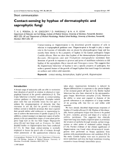 Contact-sensing by hyphae of dermatophytic and saprophytic fungi