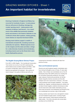 Sheet 1 - Buglife